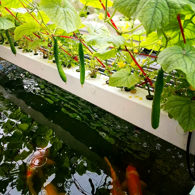 焦作市水培鱼菜共生 - 排名