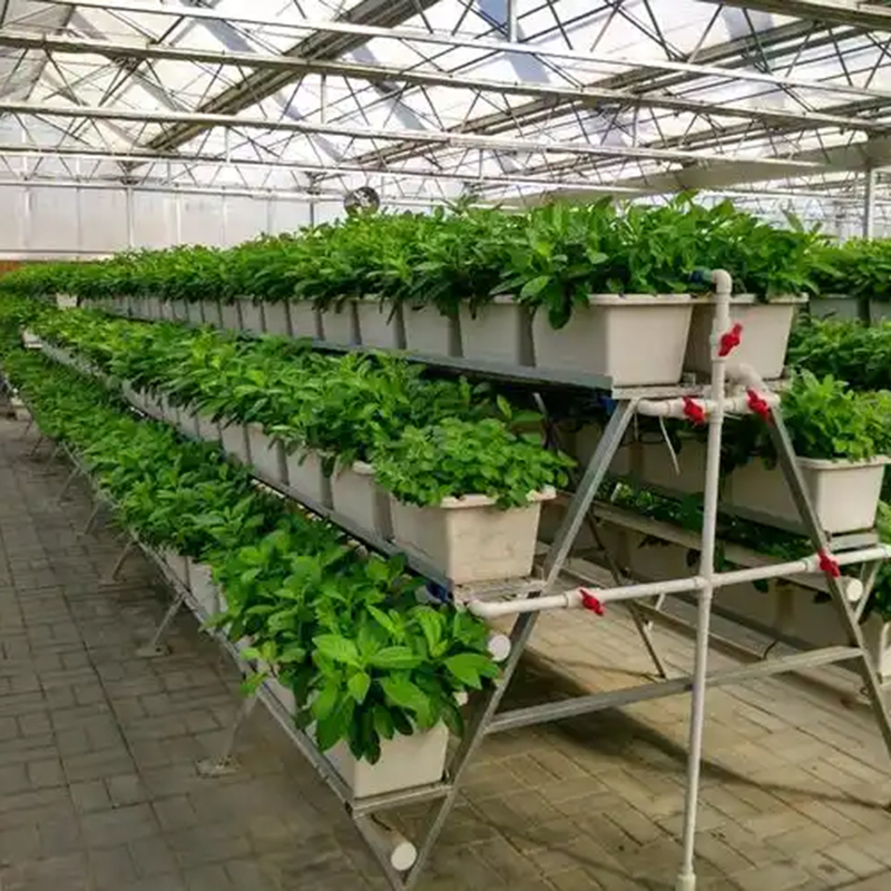 焦作市植物工厂水培 - 排名
