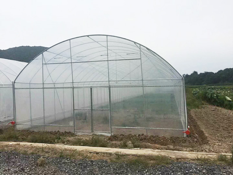 焦作市薄膜大棚水培蔬菜 - 厂家